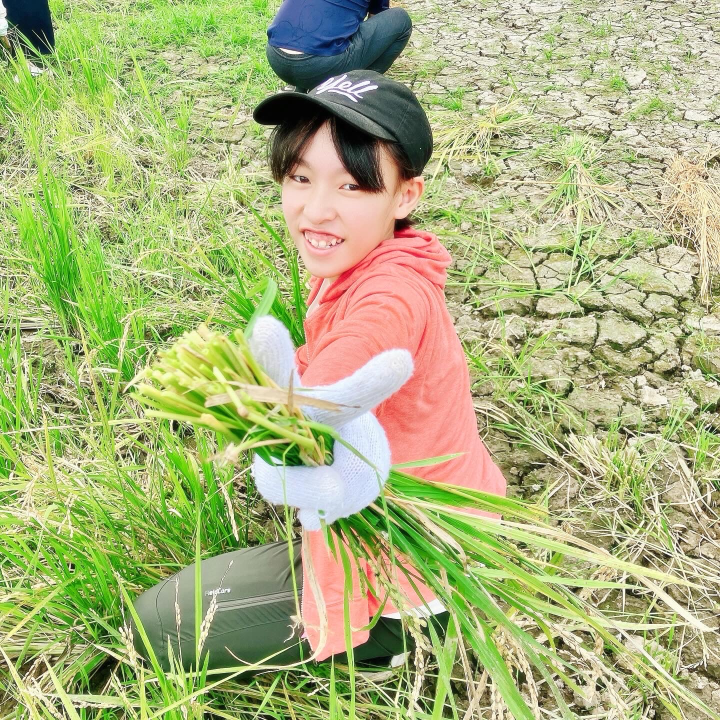 楽しそうに稲刈り中