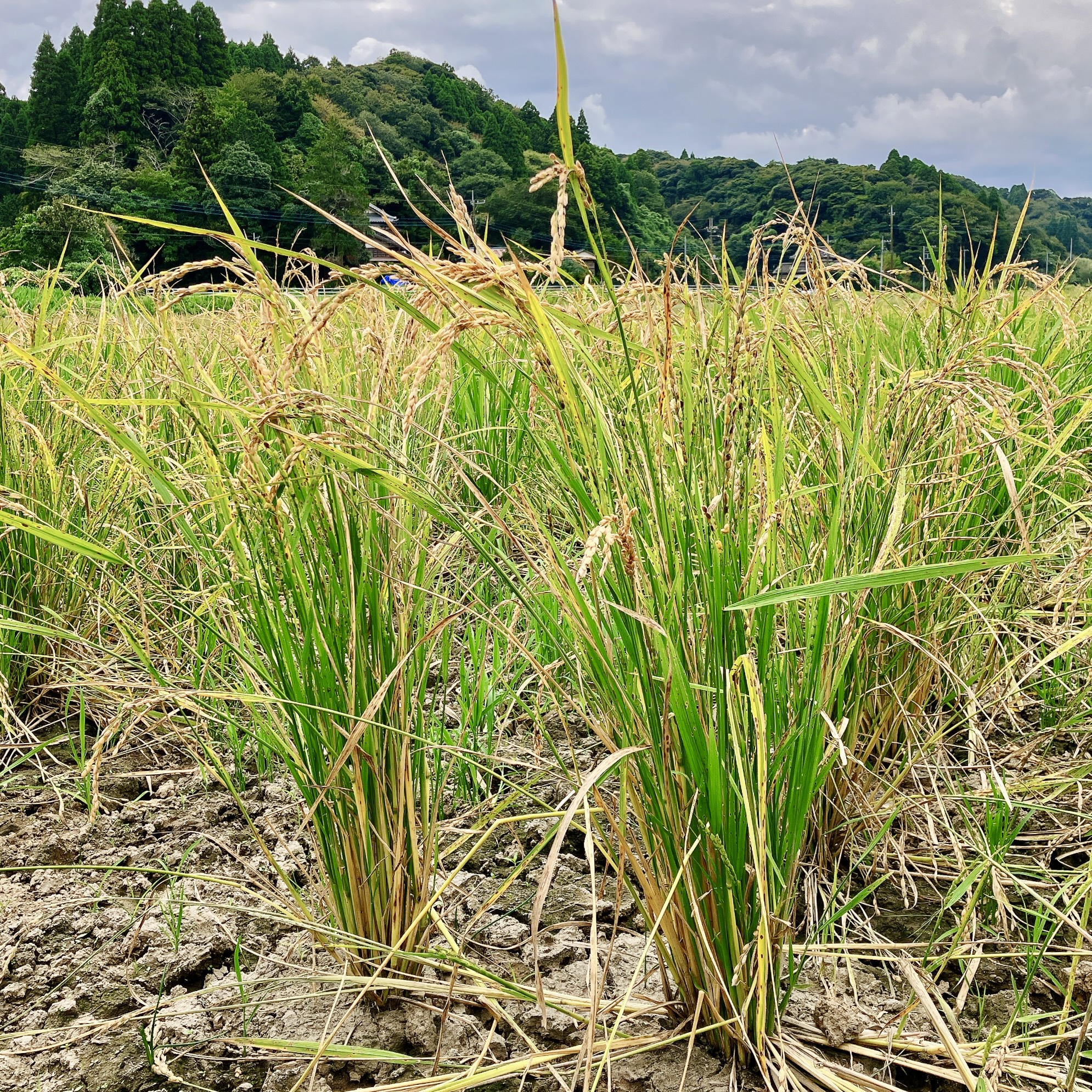 今年の稲穂